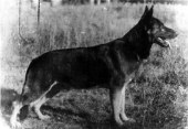 Pirol von der Buchenhohe SchH2