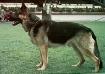 Small picture of VA Ajax vom Haus Dexel
