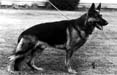 Small picture of VA Eros von der Malvenburg
