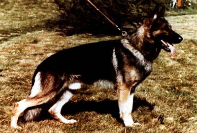 Large picture of VA Wanko von der Maaraue