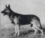Small picture of VA Cuno Georgentor