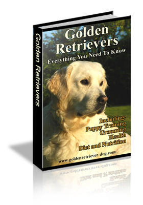 goldenretriever Everything You Need To Know
